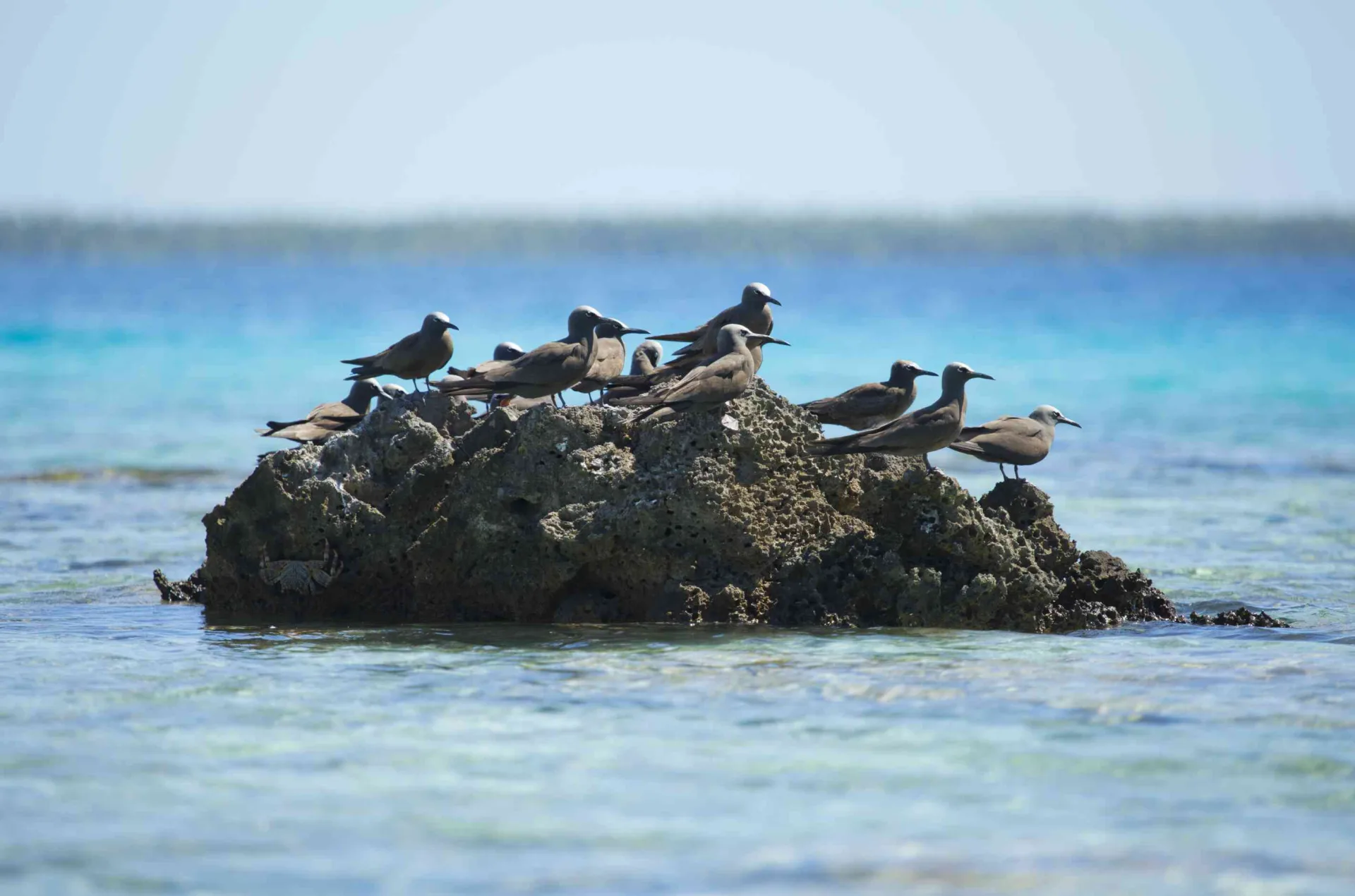 The Bird Colonies of Tikehau - Tahiti Tourisme